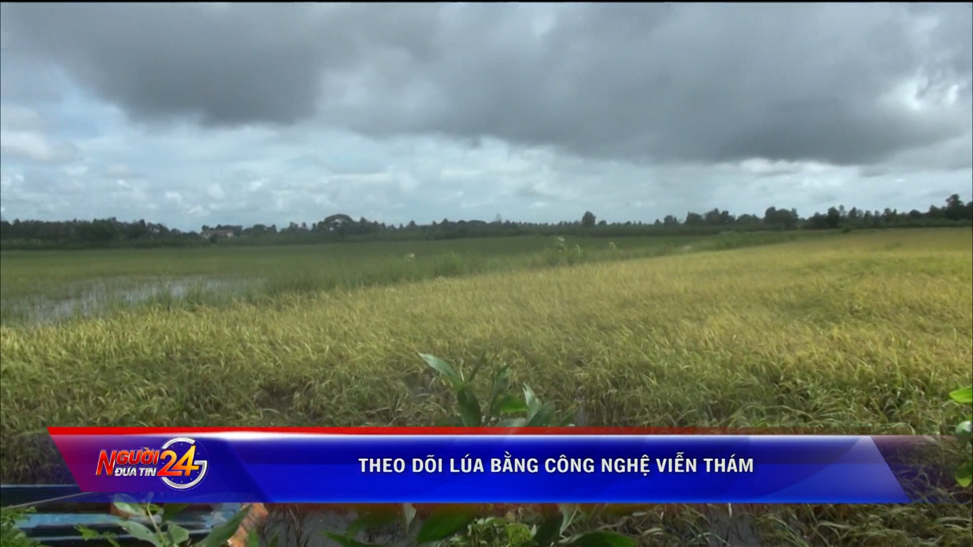 Thoi su Sang---Truc tiep THVL1---2019_11_13---05_55_00---161